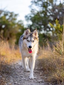 Preview wallpaper husky, dog, protruding tongue, animal, pet, cute