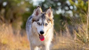 Preview wallpaper husky, dog, protruding tongue, animal, pet, cute