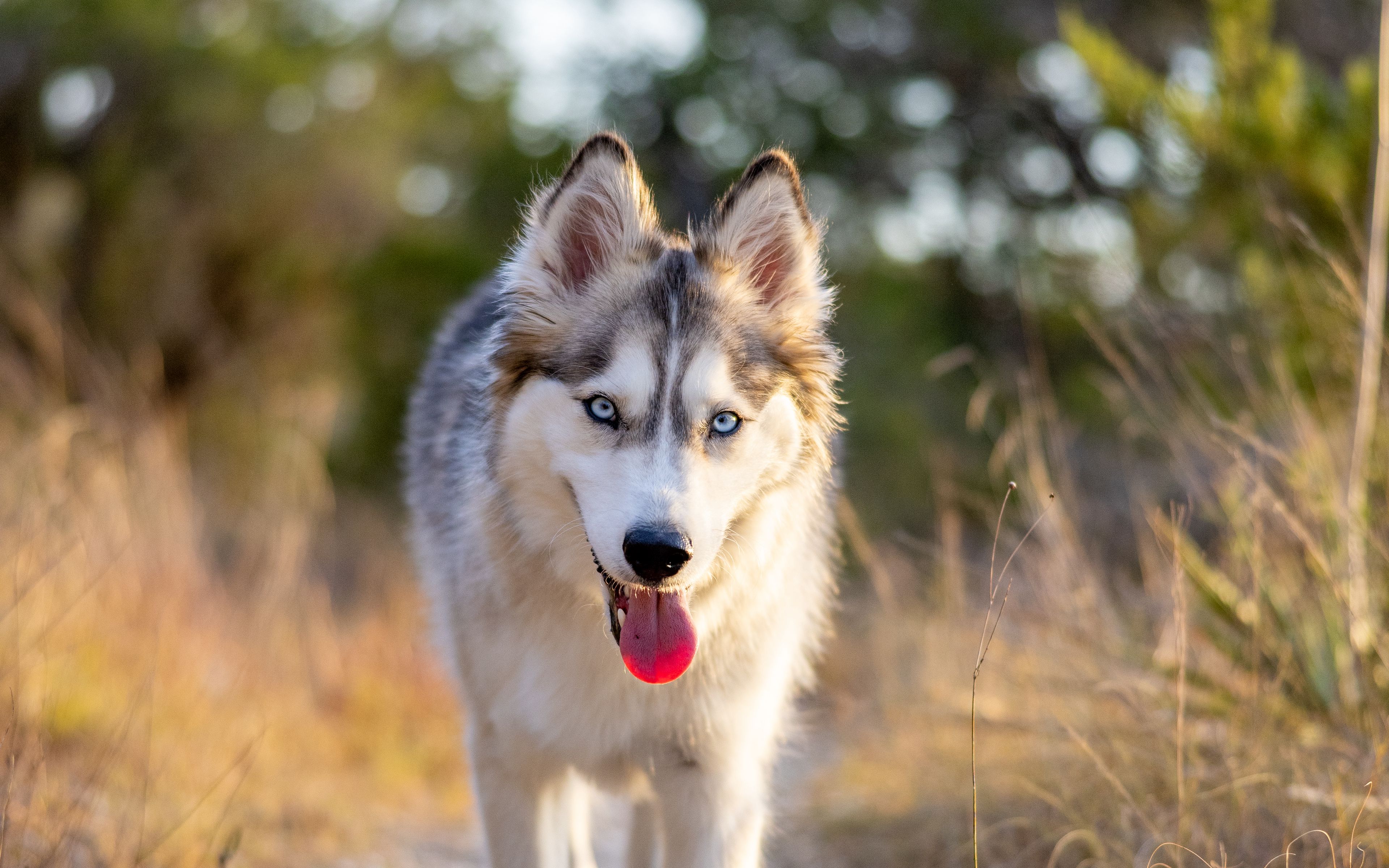 Download wallpaper 3840x2400 husky, dog, protruding tongue, animal, pet ...