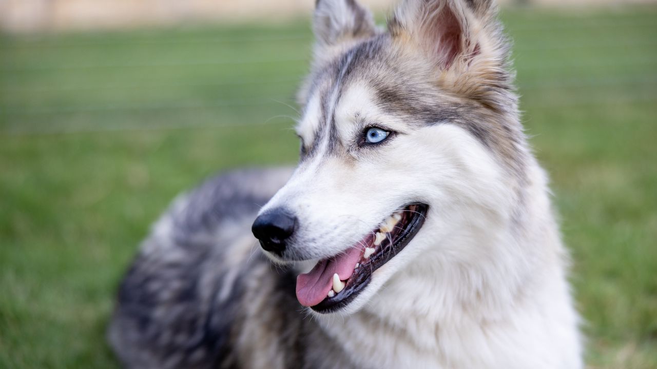 Wallpaper husky, dog, protruding tongue, pet, blur