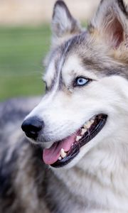 Preview wallpaper husky, dog, protruding tongue, pet, blur