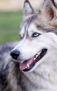 Preview wallpaper husky, dog, protruding tongue, pet, blur