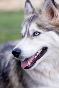 Preview wallpaper husky, dog, protruding tongue, pet, blur