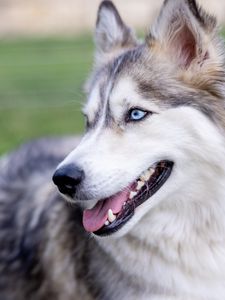 Preview wallpaper husky, dog, protruding tongue, pet, blur