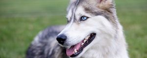 Preview wallpaper husky, dog, protruding tongue, pet, blur