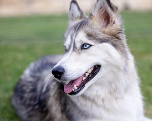 Preview wallpaper husky, dog, protruding tongue, pet, blur