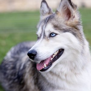 Preview wallpaper husky, dog, protruding tongue, pet, blur