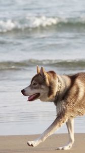 Preview wallpaper husky, dog, sea, beach, escape