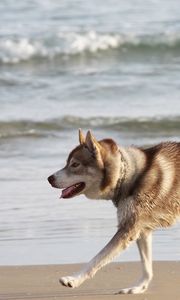 Preview wallpaper husky, dog, sea, beach, escape