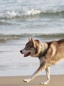 Preview wallpaper husky, dog, sea, beach, escape