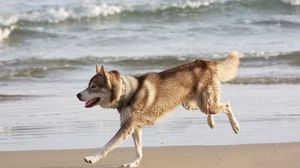 Preview wallpaper husky, dog, sea, beach, escape