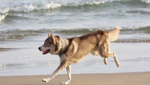 Preview wallpaper husky, dog, sea, beach, escape