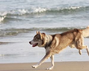 Preview wallpaper husky, dog, sea, beach, escape