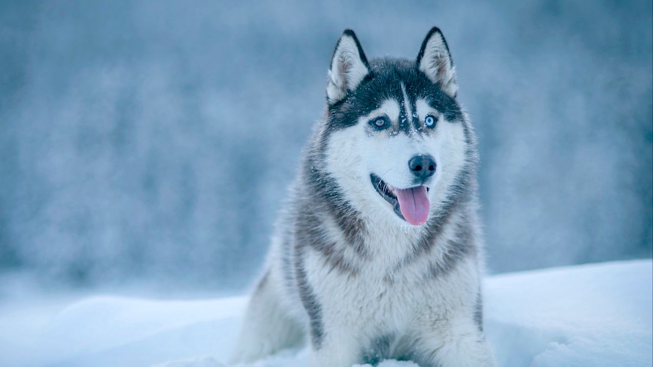 Wallpaper husky, dog, snow, muzzle