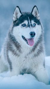 Husky iphone 8/7/6s/6 for parallax wallpapers hd, desktop backgrounds  938x1668, images and pictures