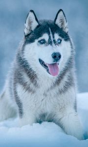 Preview wallpaper husky, dog, snow, muzzle