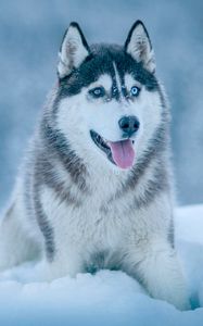 Preview wallpaper husky, dog, snow, muzzle