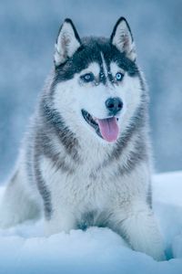 Preview wallpaper husky, dog, snow, muzzle