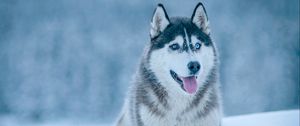 Preview wallpaper husky, dog, snow, muzzle