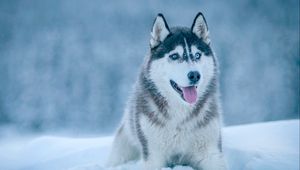 Preview wallpaper husky, dog, snow, muzzle