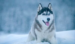 Preview wallpaper husky, dog, snow, muzzle