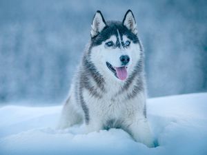 Preview wallpaper husky, dog, snow, muzzle