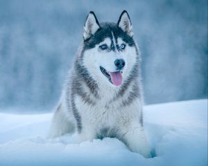 Preview wallpaper husky, dog, snow, muzzle