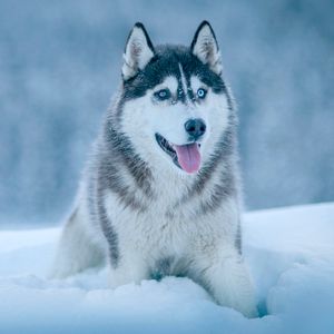 Preview wallpaper husky, dog, snow, muzzle