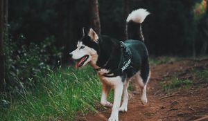 Preview wallpaper husky, dog, walk