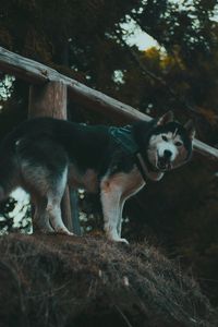 Preview wallpaper husky, dog, walk, stand