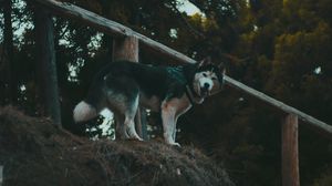 Preview wallpaper husky, dog, walk, stand