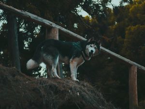 Preview wallpaper husky, dog, walk, stand