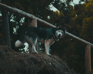 Preview wallpaper husky, dog, walk, stand