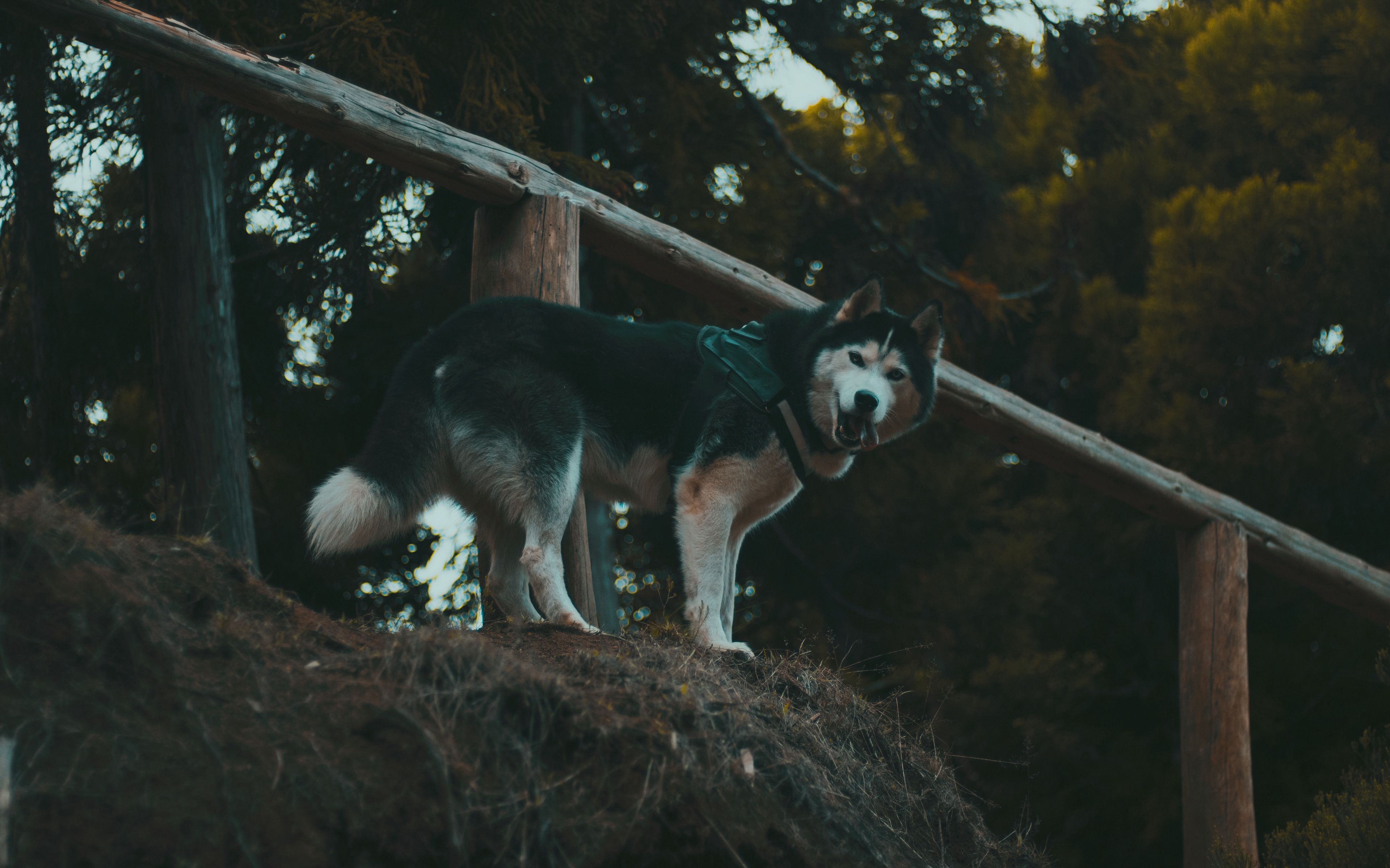 how do you walk a husky puppy