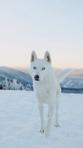Preview wallpaper husky, dog, white, snow