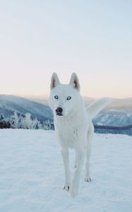 Preview wallpaper husky, dog, white, snow