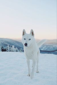 Preview wallpaper husky, dog, white, snow