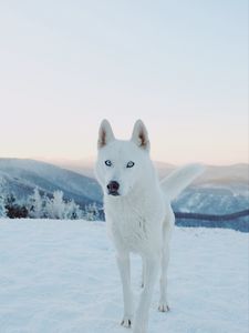 Preview wallpaper husky, dog, white, snow
