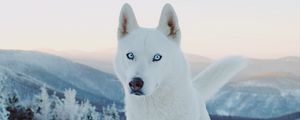 Preview wallpaper husky, dog, white, snow