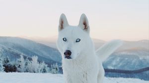 Preview wallpaper husky, dog, white, snow