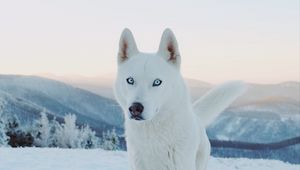 Preview wallpaper husky, dog, white, snow