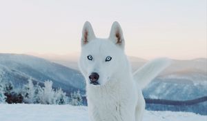Preview wallpaper husky, dog, white, snow