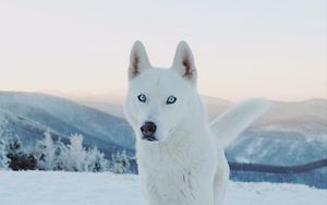 Preview wallpaper husky, dog, white, snow