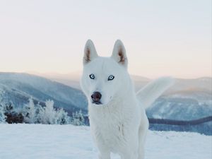 Preview wallpaper husky, dog, white, snow