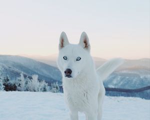 Preview wallpaper husky, dog, white, snow