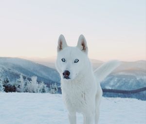 Preview wallpaper husky, dog, white, snow