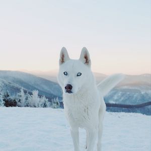 Preview wallpaper husky, dog, white, snow