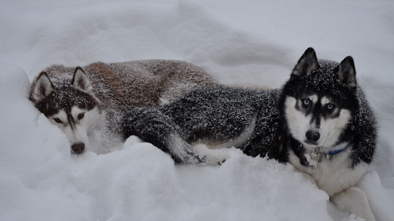 Wallpaper husky, dogs, snow, down, couple, winter