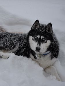 Preview wallpaper husky, dogs, snow, down, couple, winter