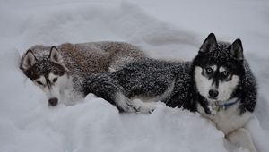 Preview wallpaper husky, dogs, snow, down, couple, winter